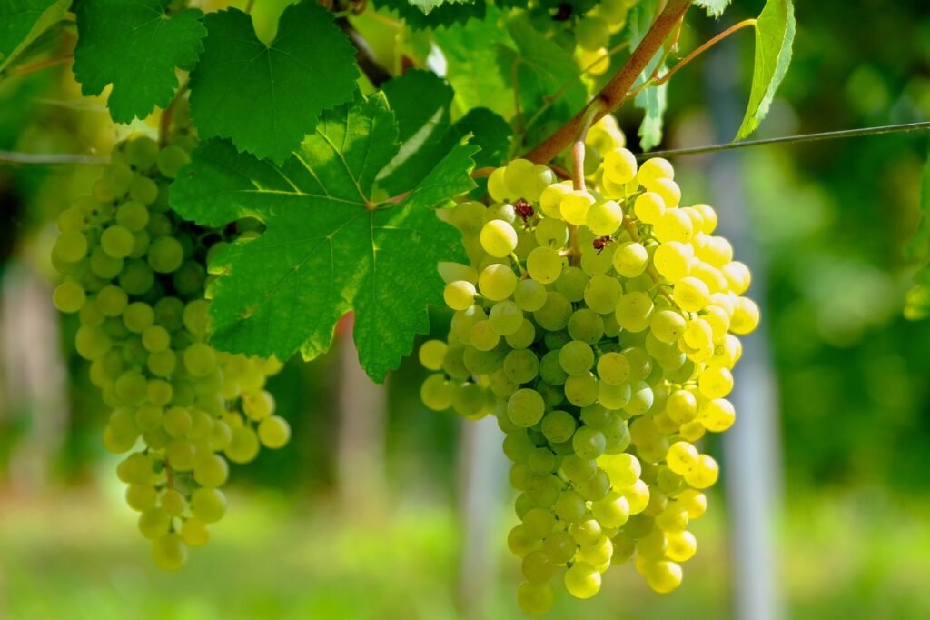 Weinböhla: Vom Fischer- und Bauerndorf zu einem bedeutenden Weinanbaugebiet  