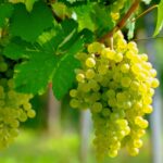 Weinböhla: Vom Fischer- und Bauerndorf zu einem bedeutenden Weinanbaugebiet